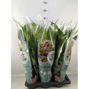 Spathiphyllum  'Vivaldi'