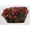 Leucadendron Safari Sunset
