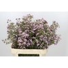 Chamelaucium Dancing Queen