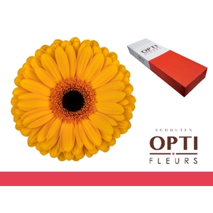 Gerbera Oaklyn Doos