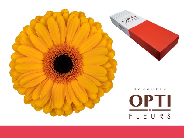 <h4>Gerbera Oaklyn Doos</h4>