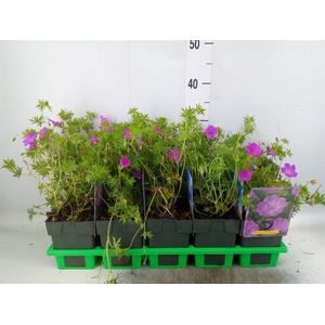 Geranium sang.