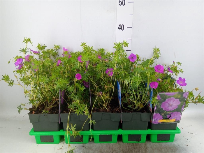 <h4>Geranium sang.</h4>