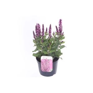 Salvia nemorosa Sensation Rose