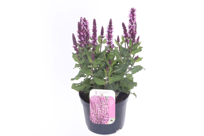 <h4>Salvia nemorosa Sensation Rose</h4>