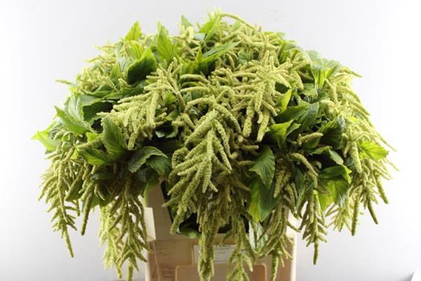 <h4>Amar Viridis(groen)</h4>