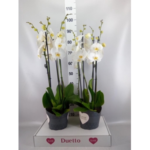 Phalaenopsis  'Ant Oxford'