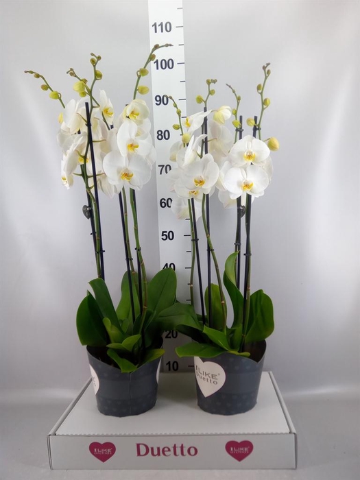 <h4>Phalaenopsis  'Ant Oxford'</h4>