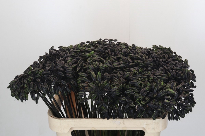 Agapanthus Seed