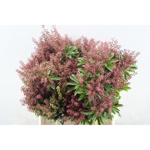 Skimmia Pier Purity Rood Pe