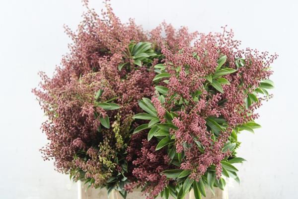 <h4>Skimmia Pier Purity Rood Pe</h4>