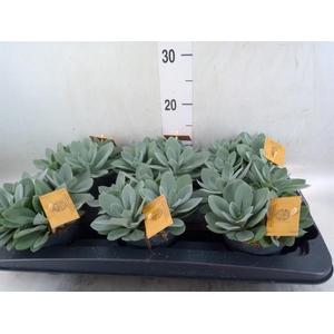 Senecio cephal. 'Mountain Fire'
