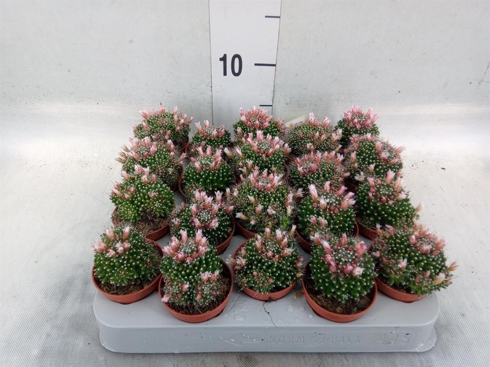 <h4>Mammillaria</h4>