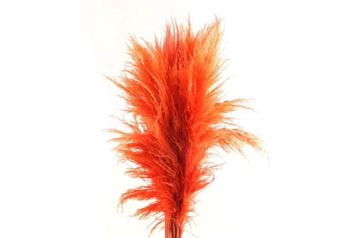 Cortaderia Orange