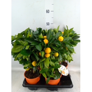 Citrofortunella mic.