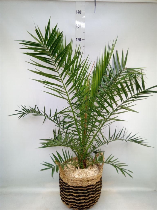 <h4>Arr.   Kamerplant Groen H%</h4>