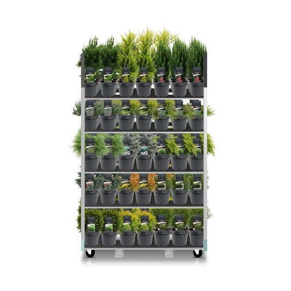 <h4>Coniferenmix assortiment C3 - basismix CC (mix kan afwijken van foto)</h4>