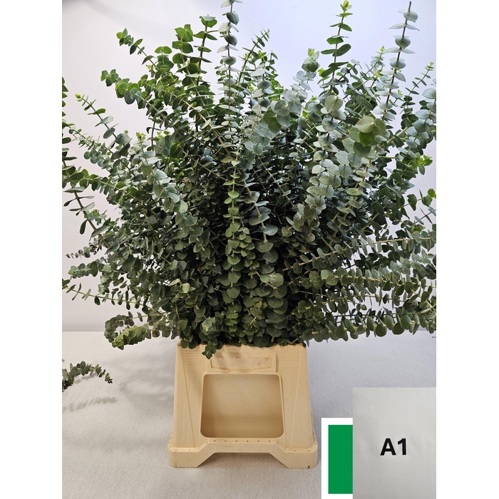 <h4>EUC BABY BLUE PB</h4>