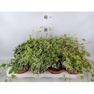 Hedera   ...variegated