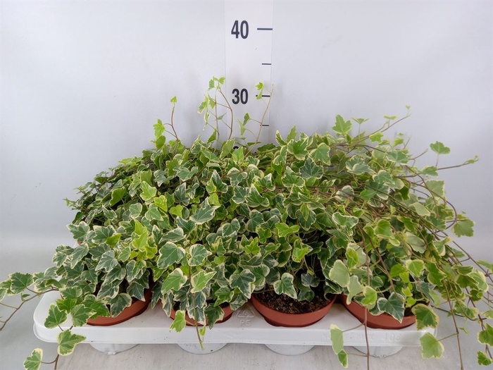 <h4>Hedera   ...variegated</h4>