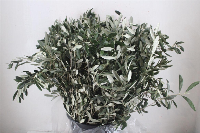 <h4>Olive 400gr P/b</h4>