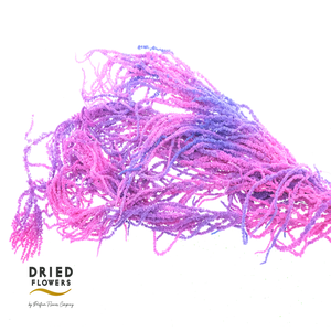 Dried Bleached Amaranthus Caudatus Neon