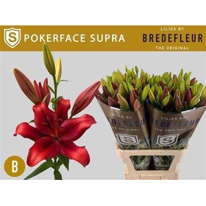 Li La Pokerface Supra