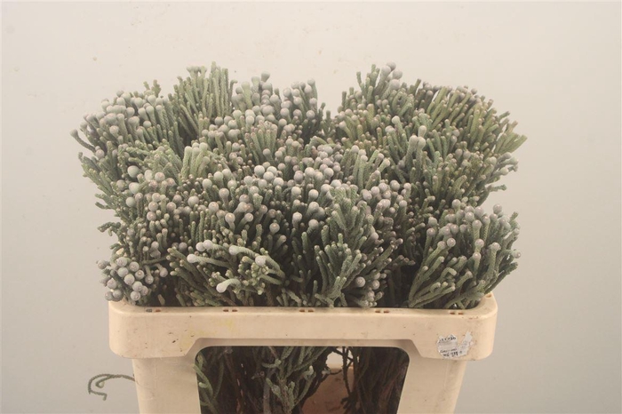 <h4>Kaaps Silver Brunia</h4>