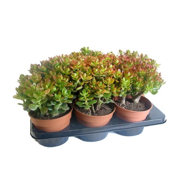 <h4>Crassula minor 17 cm</h4>