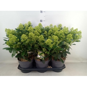 Skimmia jap. 'Finchy'