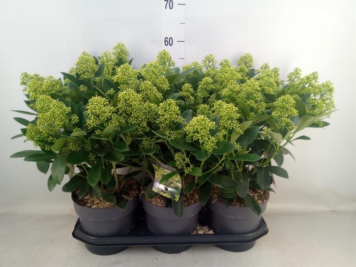 <h4>Skimmia jap. 'Finchy'</h4>