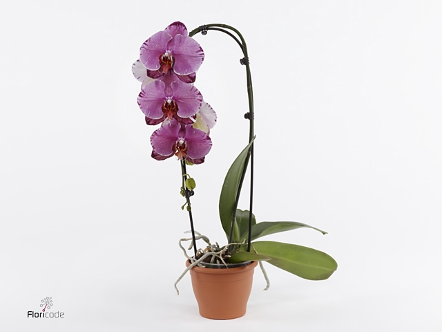 Phalaenopsis  'GbZ TwisterZ'