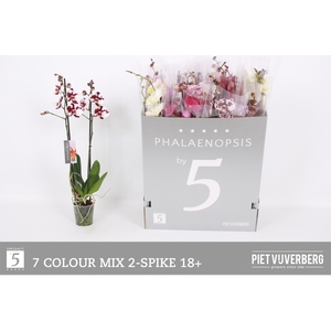 PHAL GEM 7 KL