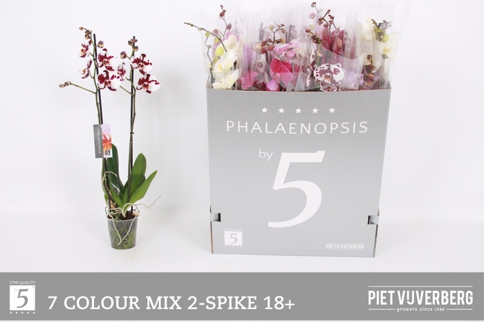 <h4>PHAL GEM 7 KL</h4>