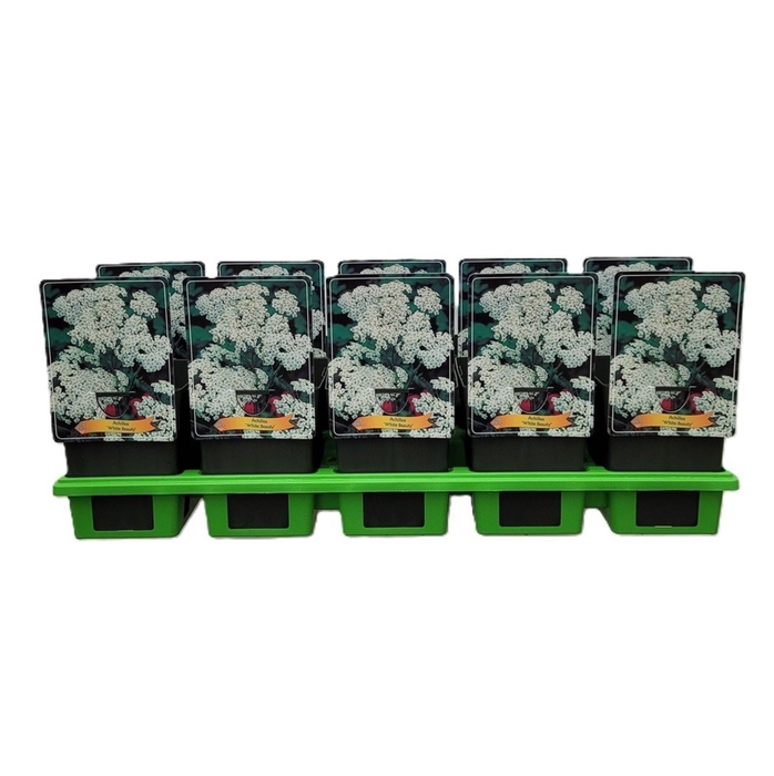 Achillea millefolium