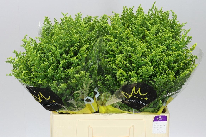 <h4>Soli Golden Glory</h4>