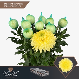 Chrysanten Chr G Magnum Yellow