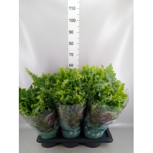 Phlebodium aureum 'Davana'