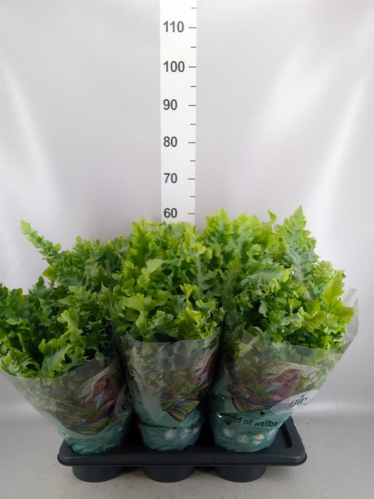 <h4>Phlebodium aureum 'Davana'</h4>