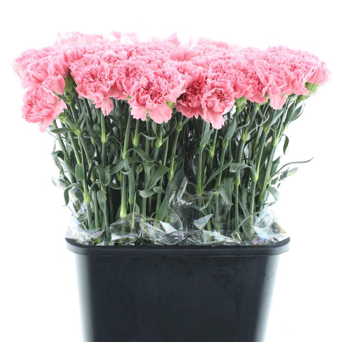 <h4>Di St Kevin Pink X 160</h4>