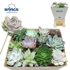 Succulent Mix (12sp) (mecx Flowers) Mecx-emmer 8cm