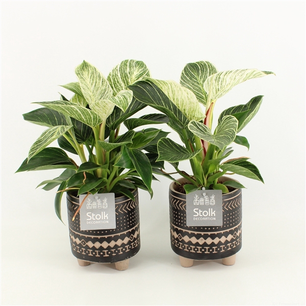 <h4>Philodendron White Wave in Maya Keramiek</h4>