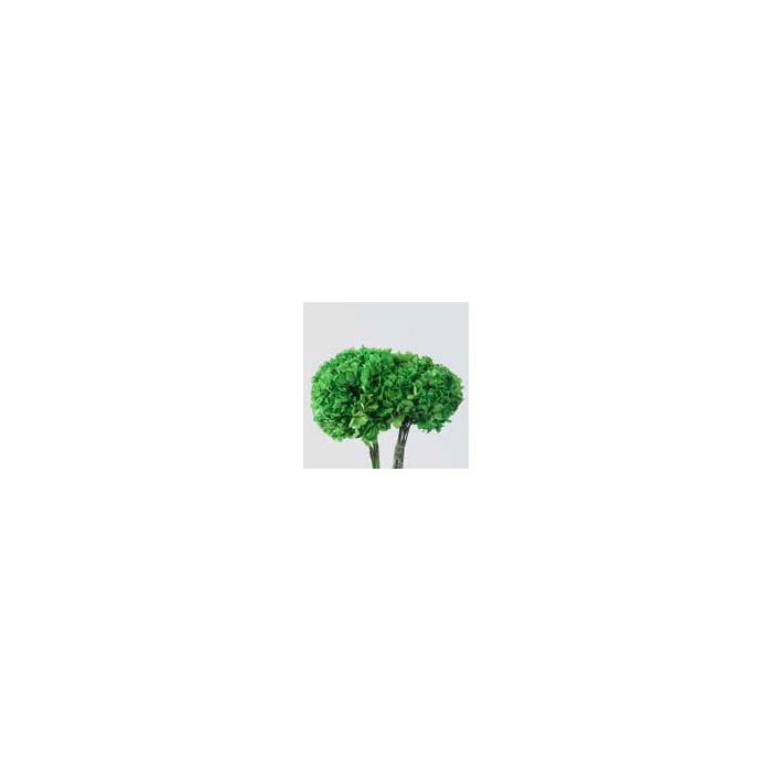 <h4>Hydrangea / Hortensia Green HRT/0130</h4>