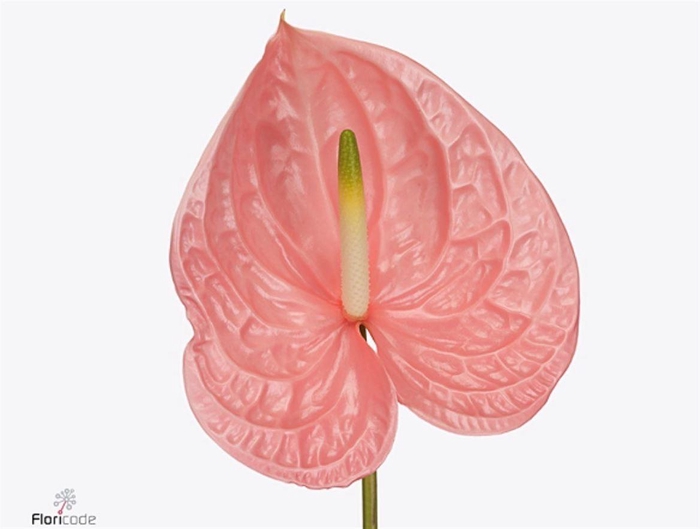 <h4>Anth A Kuduro</h4>