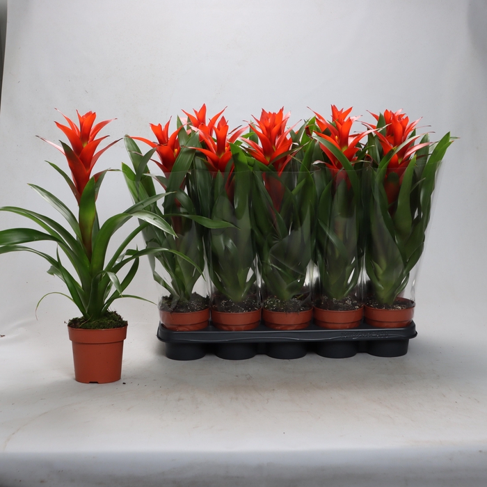 <h4>GUZM OSTARA</h4>