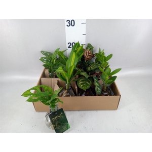 Planten  ..mix