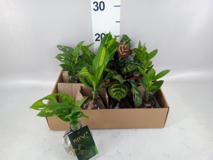 Planten  ..mix