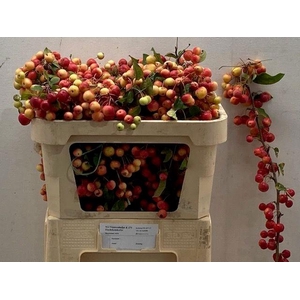 MALUS RED SENTINEL