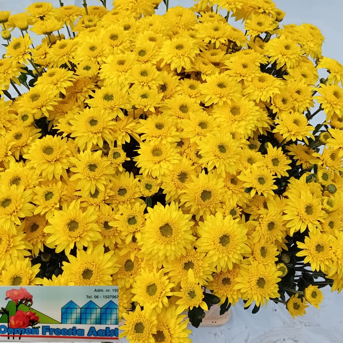 <h4>CHR T BEPPIE GEEL</h4>