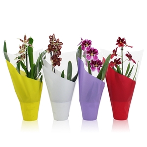 Orchid Colourful mix 1 spike 35-50 cm